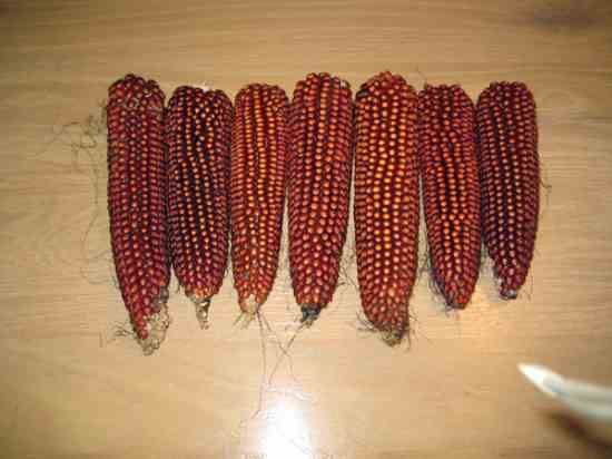 ‘Floriani Red Flint’ grain corn has grown well for reader Joe Maricelli of Merryville, La., who says this Italian heirloom variety yields a much tastier cornmeal than that made from the yellow dent corn he typically raises.